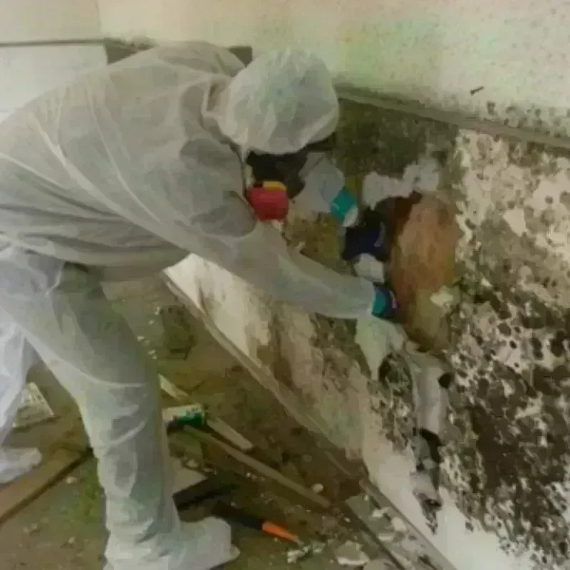 Mold Remediation and Removal in Newark, TX